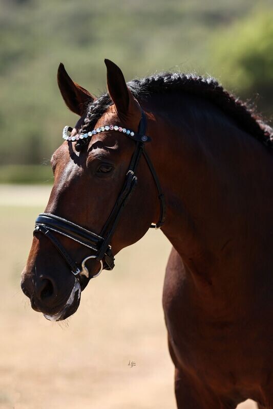 Bridle - Elite Aura