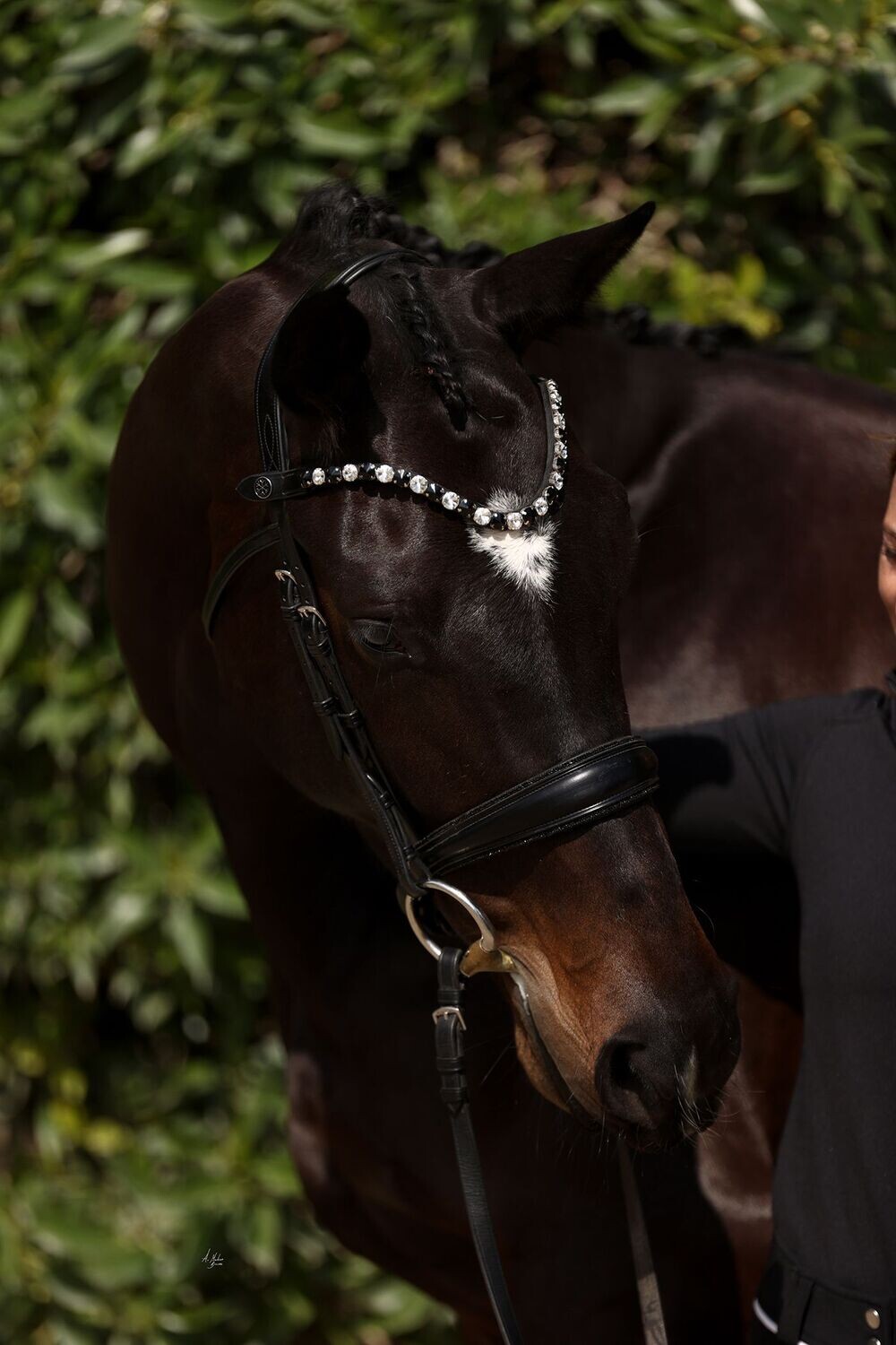 Dainty Bridle - Elite Orca