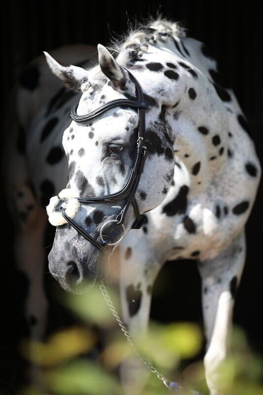 Bridle - Elite Domino Jaguar