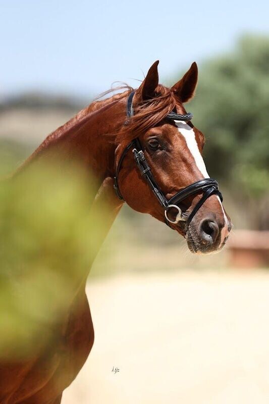 Bridle - Luxe Nova