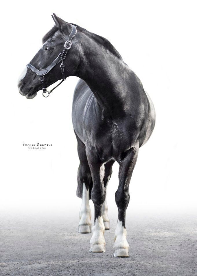 Leather Headcollar - Dixie