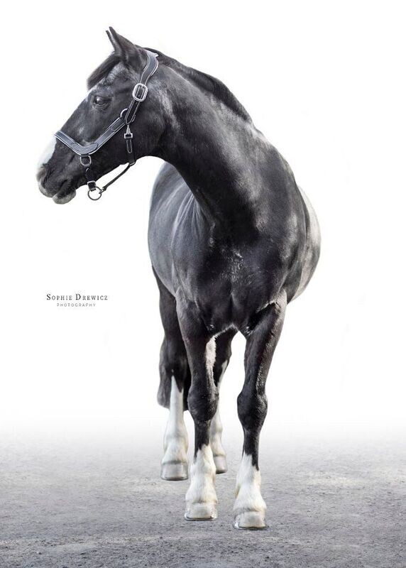 Leather Headcollar - Dixie