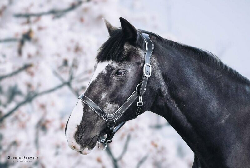 Headcollar - Dainty Dixie