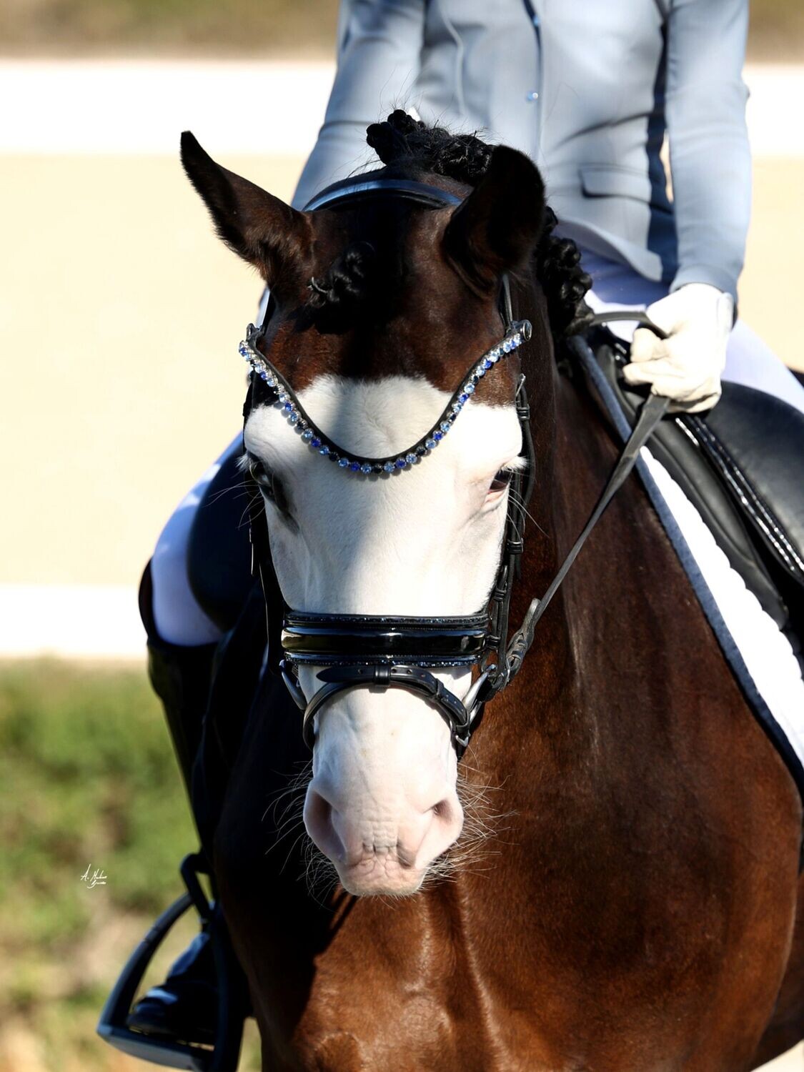 Browband - Elite Pacific