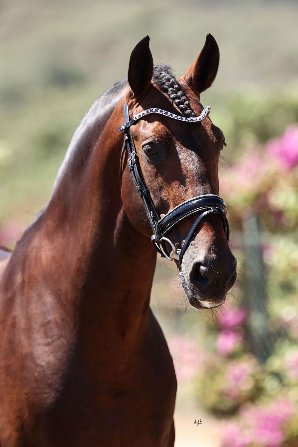 Browband - Elite Triad Destry