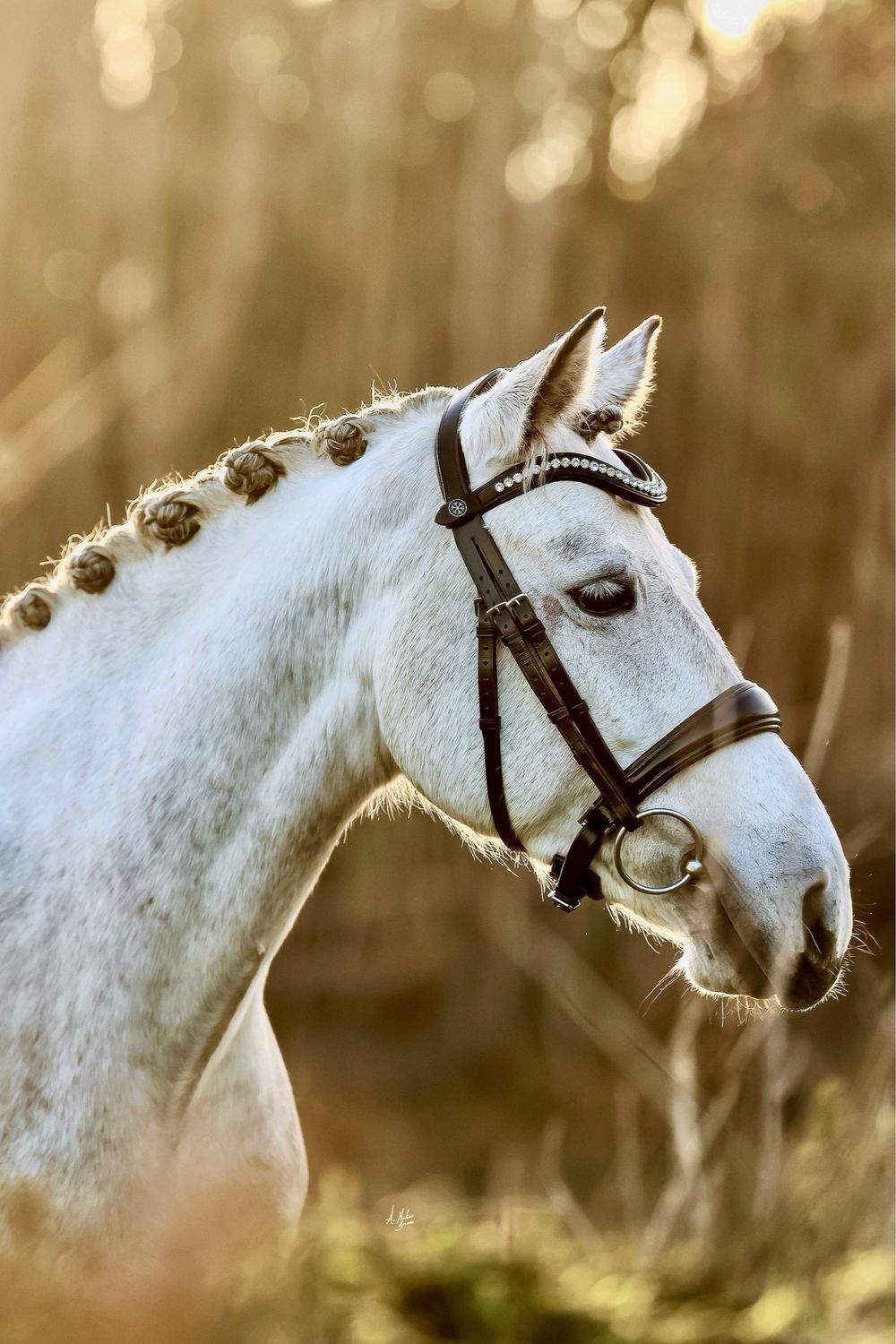 Dainty Bridle - Prestige Dakoza