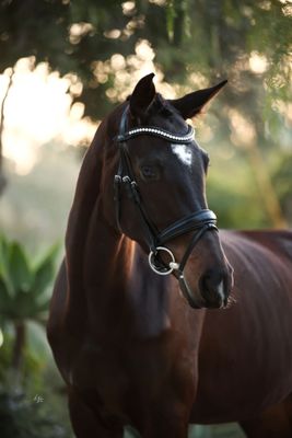 Prestige and Luxe Bridles