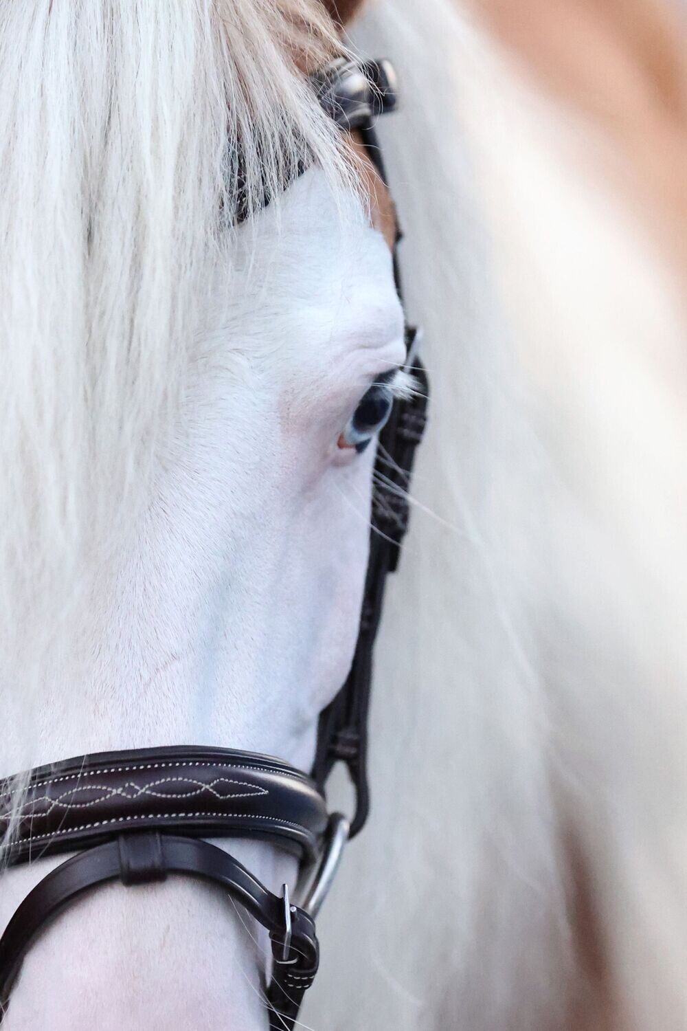 Dainty Luxe Nova Bridle