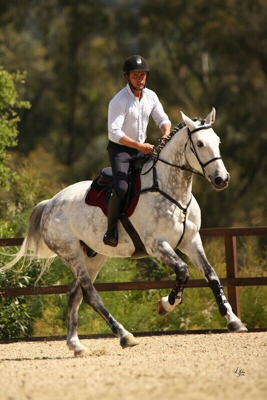 Breastplate Belvedere