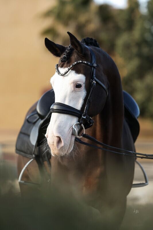 Bridle Elite Phoenix