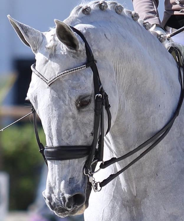 Ice Glazier V-Shape Browband