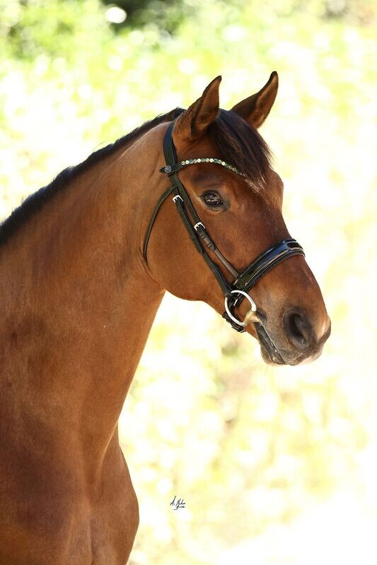 Bridle Elite Eclipse