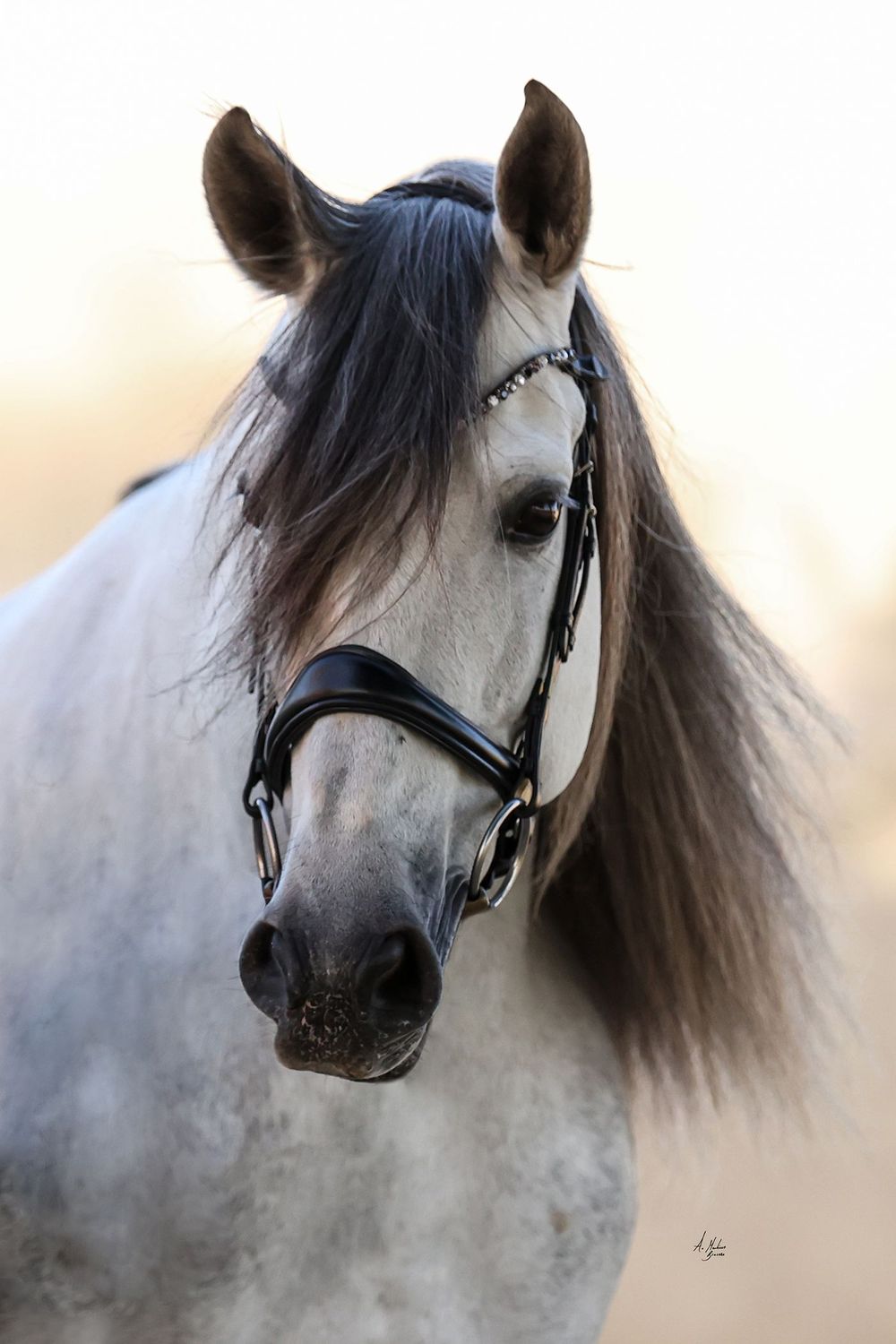 Elite Dynamic Browband