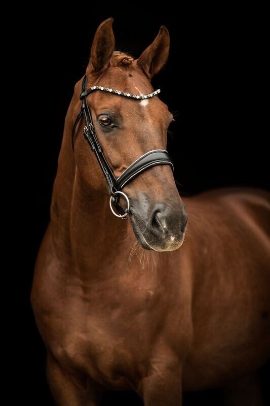Euphoria Browband