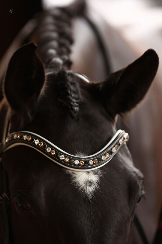 Elite Picassi Browband