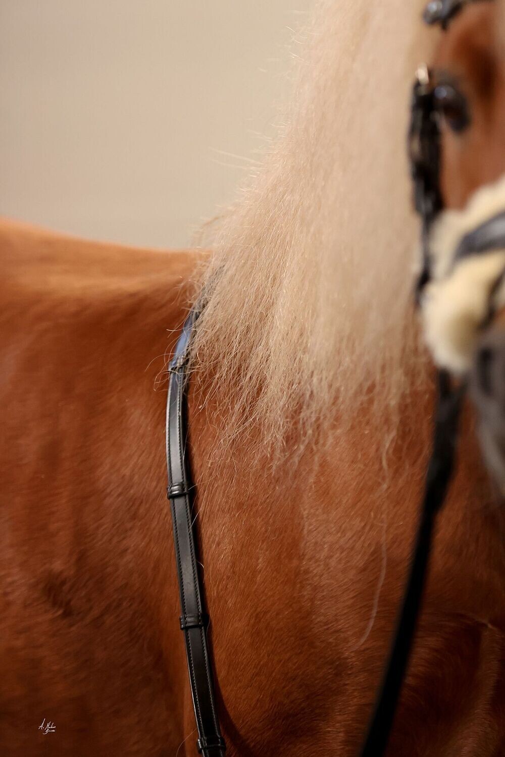 Dainty Elite Denon Anti-Slip Reins
