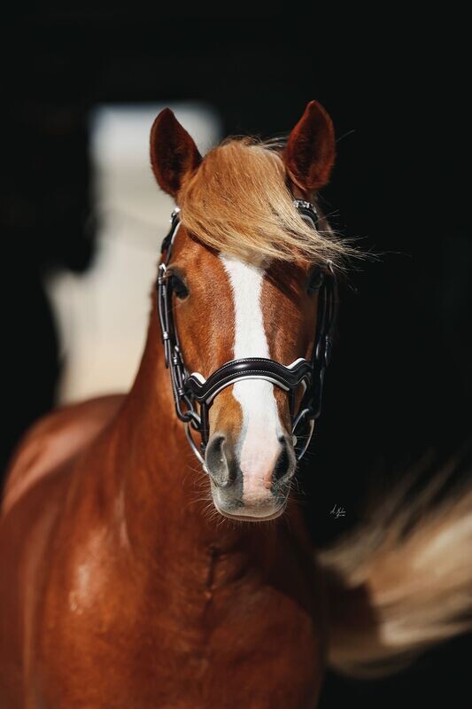 Dainty Bridle Elite Picassi