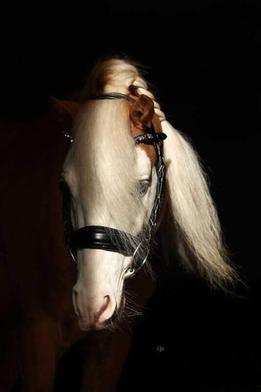 Dainty Bridle Elite Phoenix
