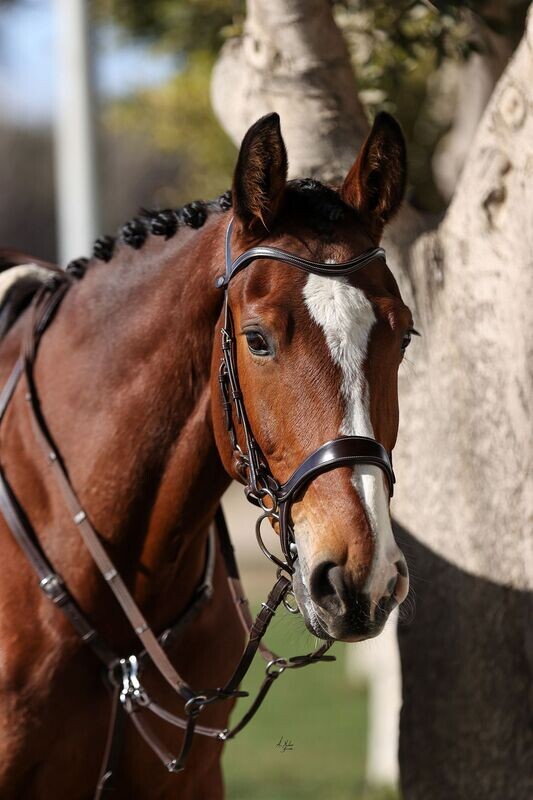 Bridle Elite Domino Jax