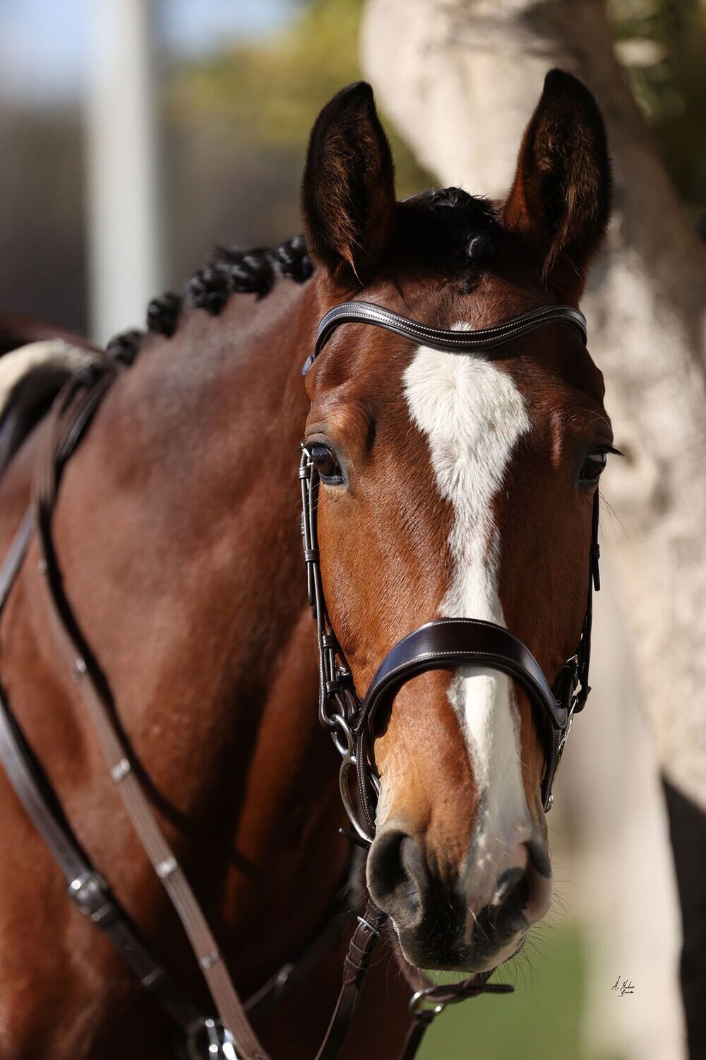 Dainty Domino Jax Bridle