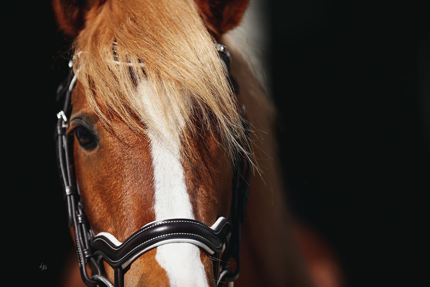Dainty Elite Picassi Noseband