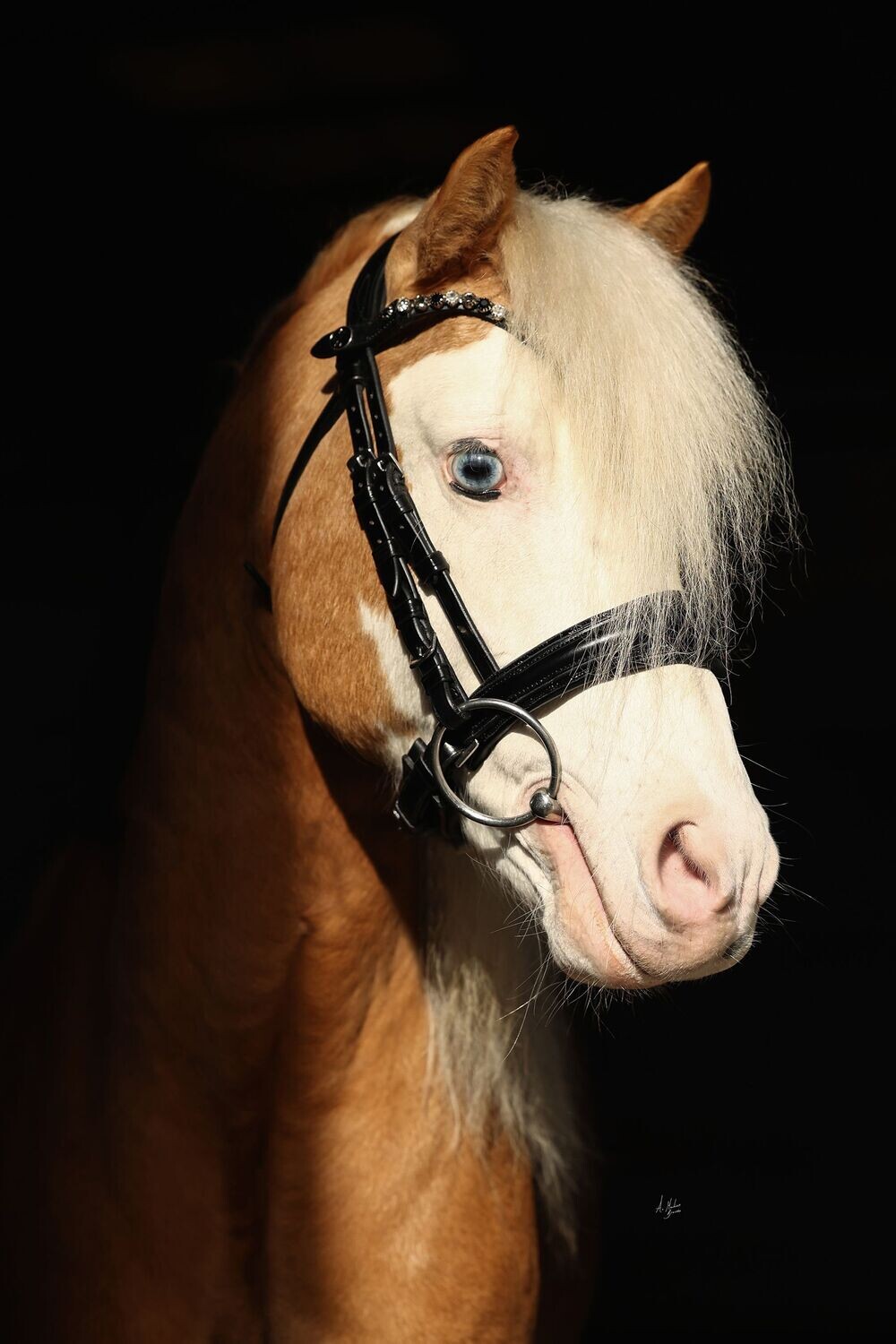 Dainty Elite Orca Cavesson Noseband