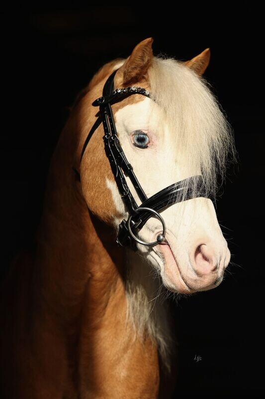 Dainty Elite Orca Cavesson Noseband