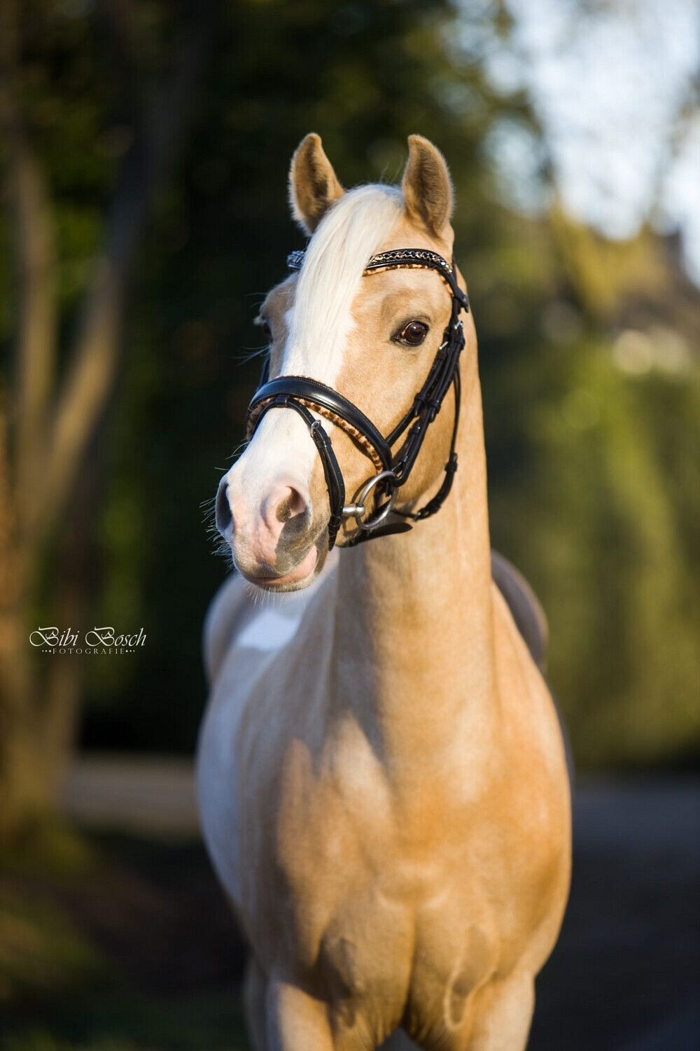 Dainty Persian Bridle