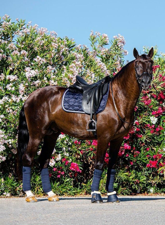 Bridle Prestige Benz