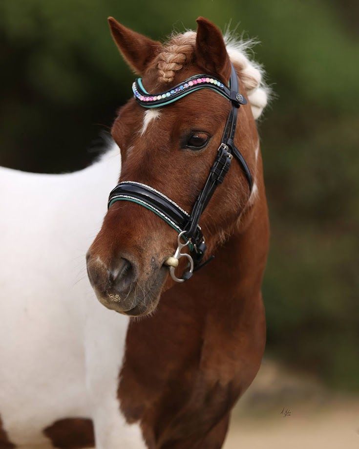 Dainty Elite Rainbow Dash Bridle