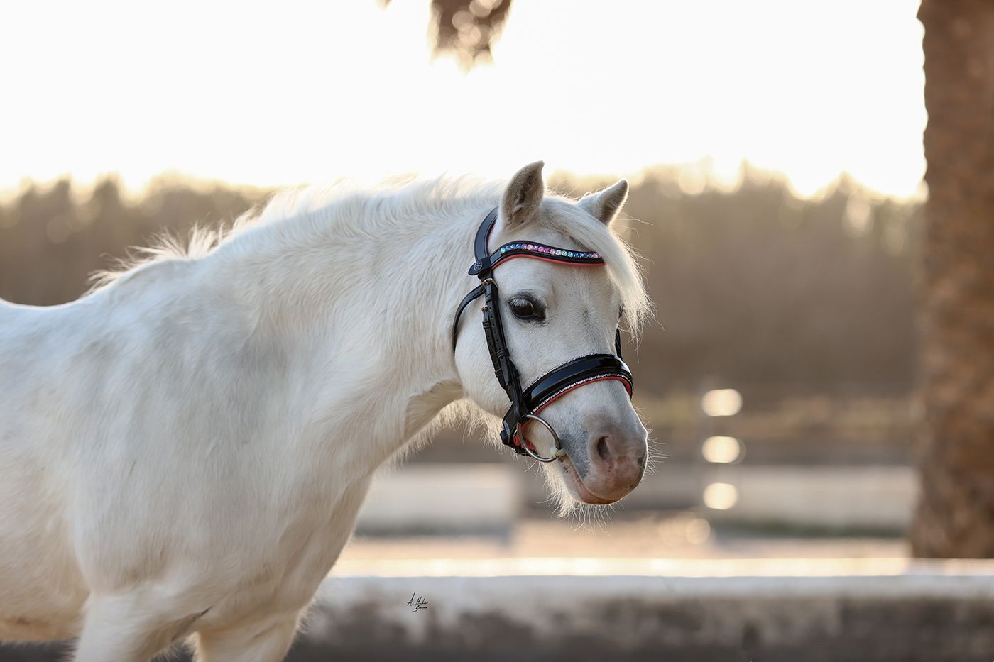 Dainty Dazzling Dash Bridle