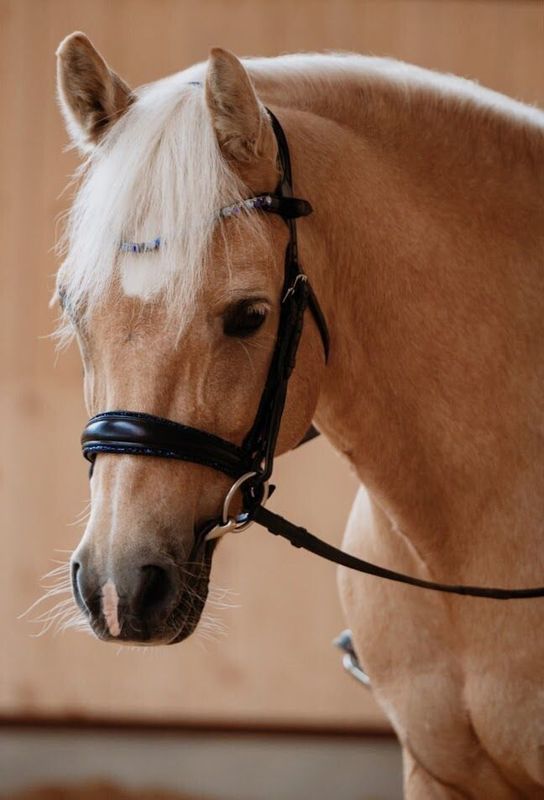 Dainty Elite Azzurro Cavesson Noseband