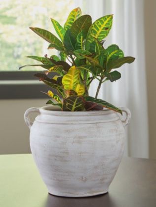 Meadie Vase, Size: Medium
