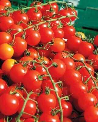 Sweet Million Tomatoes: West Coast Seeds