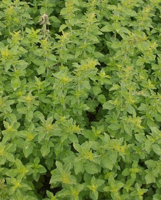 Greek Oregano: West Coast Seeds