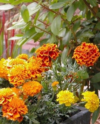 Brocade Marigolds: West Coast Seeds