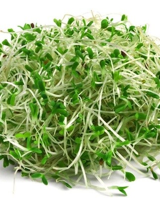 Alfalfa Sprouting Seeds (Certified Organic): West Coast Seeds