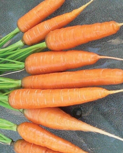 Scarlet Nantes Carrots: West Coast Seeds