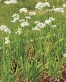 Garlic Chives: West Coast Seeds