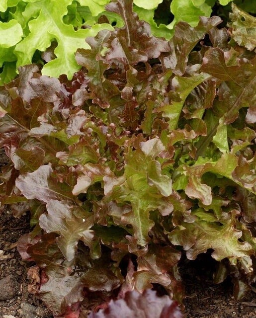 Red Salad Bowl Lettuce: West Coast Seeds