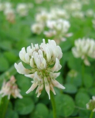 White Dutch Clover Cover Crop: West Coast Seeds