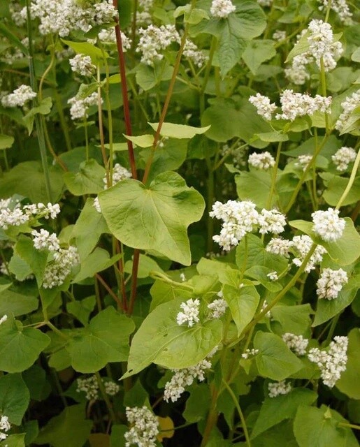 Buckwheat Cover Crop: West Coast Seeds