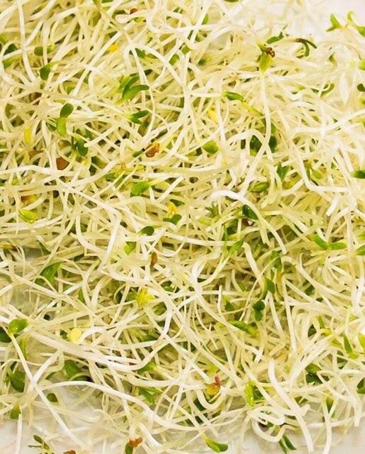 Sandwich Booster Sprouts (Certified Organic): West Coast Seeds