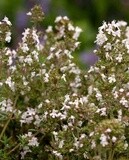 English Thyme: West Coast Seeds