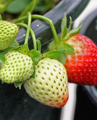 Fresca Strawberries: West Coast Seeds