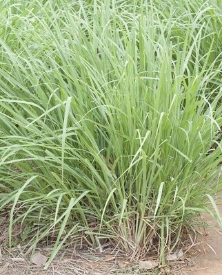 Lemongrass Cymbopogon Citratus: West Coast Seeds