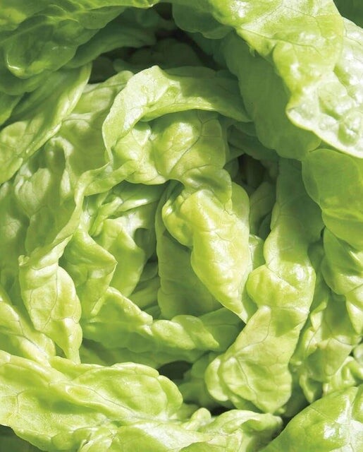 Tom Thumb Lettuce/Butterhead: West Coast Seeds