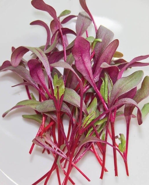 Beet MicroGreens: West Coast Seeds