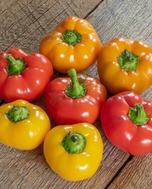 Hungarian Cheese Blend (Peppers): West Coast Seeds