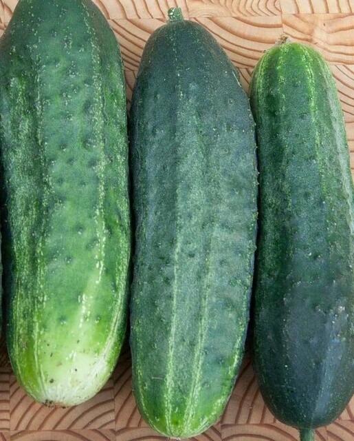 Excelsior Certified Organic Cucumber: West Coast Seeds